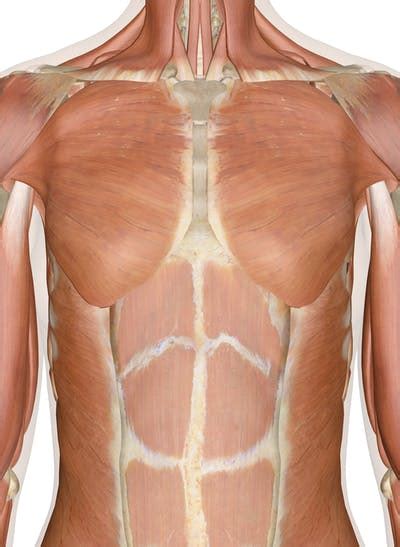 Its anatomy is quite complex; Muscles of the Chest and Upper Back