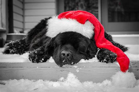 Images Retriever Dog Christmas Sleeping Winter Hat Animals Holidays