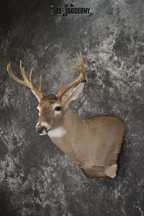 Whitetail Deer Taxidermy Shoulder Mount For Sale Sku 1957 All Taxidermy