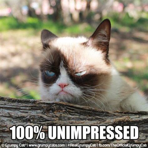 2328 Best Grumpy Cat Images On Pinterest Funny Stuff