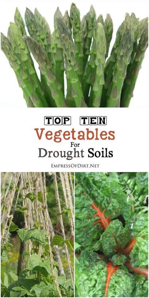 10 Best Vegetables For Drought Soils Growing Vegetables