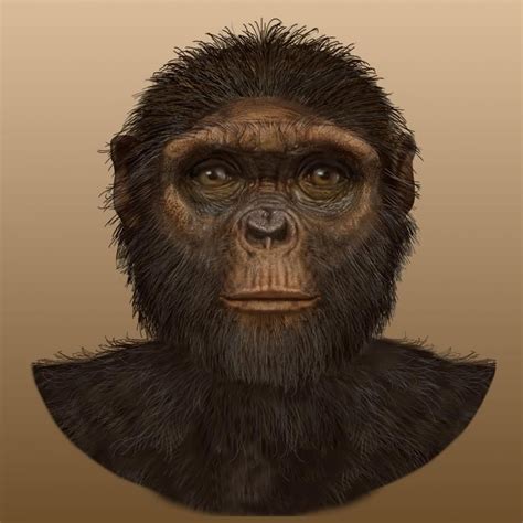 Image Of Ardipithecus Ramidus Face Illustration Front View Human