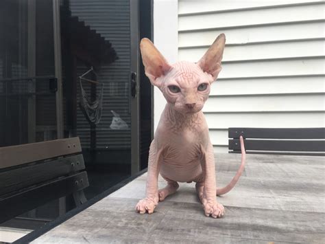 Sphynx Cats For Sale Bowie Md 279610 Petzlover