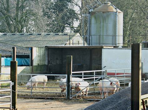 How To Build A Pigpen Essential Elements Of Hog Pens Pethelpful