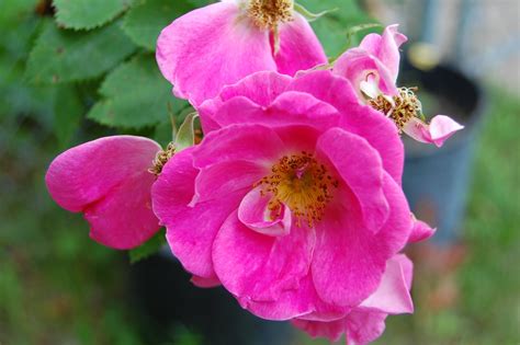 This one is geared more for a meal than drinking solo. Gardens at Rabbit Ridge: July Bloom Day