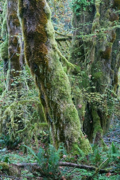 Temperate Rainforest Of Pacific Northwest Stock Image Image Of Forest