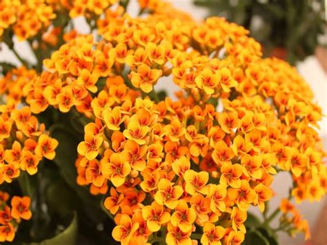 Ultimate Guide How To Care For Kalanchoe Cactusway