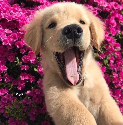 Instagram Post By Doggo Apr 12 2018 At 400pm Utc Cute Animals