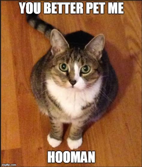 Funniest Cat Memes Funniest Memes Ever Made Funniest Cat Memes Ever