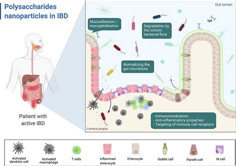 Advances In The Treatment Of Inflammatory Bowel Disease Focus On Polysaccharide Nanoparticulate