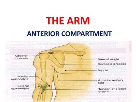 The Arm