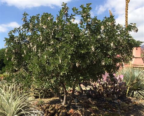 Mountain project and access fund are partners in an effort to protect and preserve climbing areas and the environment. UFEI - SelecTree: A Tree Selection Guide