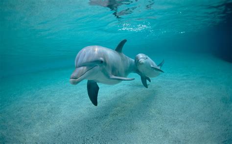 Dolphins Underwater Wallpapers Top Free Dolphins Underwater