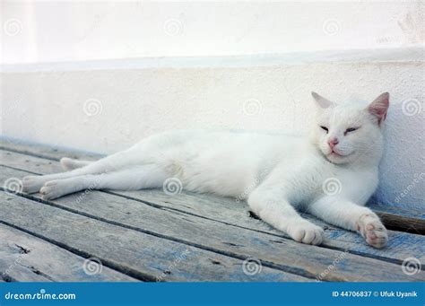 White Cat Laying Down Stock Image Image Of Adorable 44706837