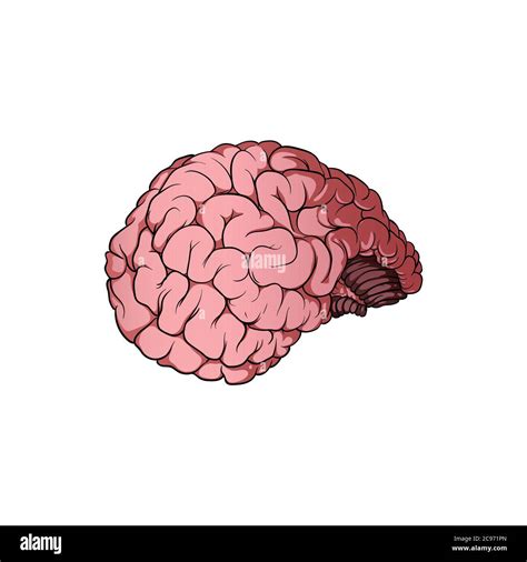 Cerebro humano realista fondo negro Imágenes vectoriales de stock Alamy