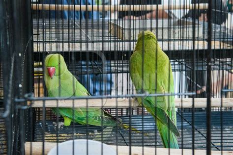 Indian Parakeets In Cages On Sale Illegally As Pets At Kabootar Market