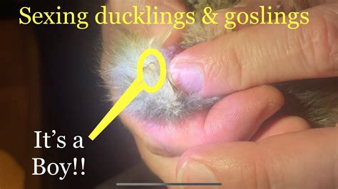 Best Vent Sexing Ducklings And Goslings Video Ever Never Second Guess Yourself Sexing Again