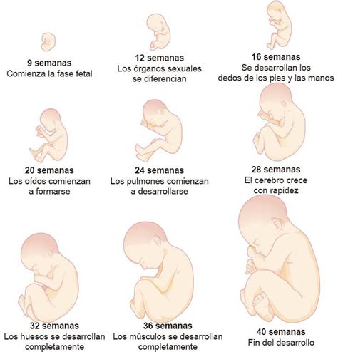 22 Desarrollo Prenatal Libretexts Español