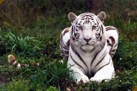 Saving Big Cats At The National Tiger Sanctuary