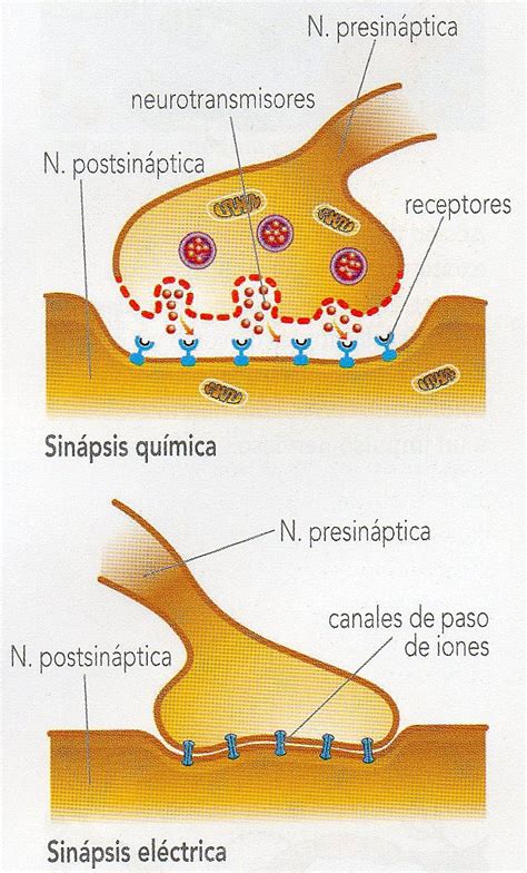 BiologÍa 3º Secundaria La Sinapsis