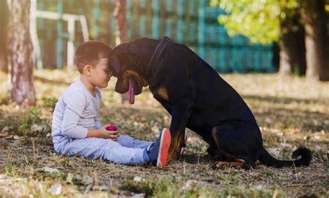 The Benefits Of Having A Pet Savvymom