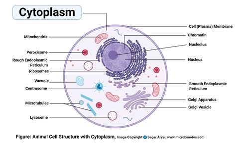 Cellulose cell wall present external to cell membrane. Animal Cell- Definition, Structure, Parts, Functions and ...