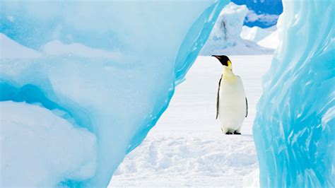 Antarctic Resources Amazing Antarctica