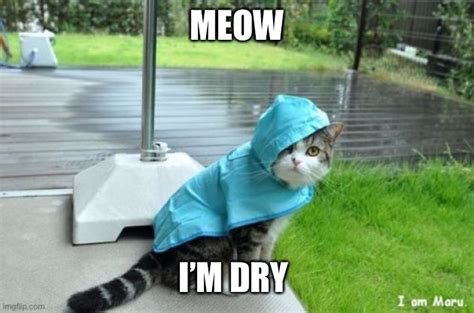 Cat In Raincoat Imgflip