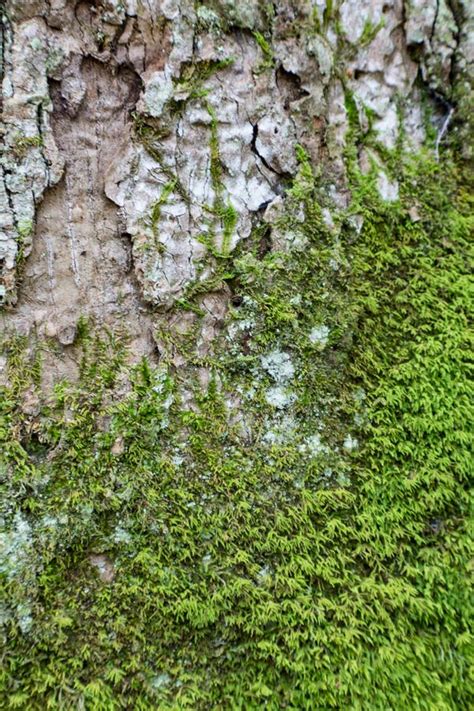 Beautiful Green Moss Growing On Light Colored Tree Bark Stock Image