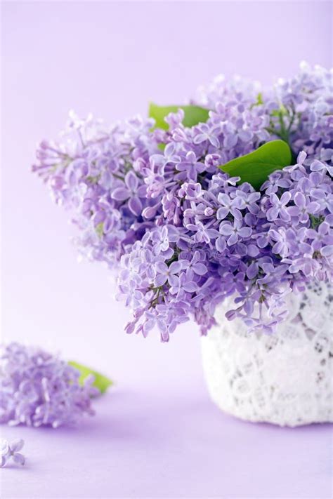 White Lilac Spring Flowers In A Blue Vase Stock Image Image Of