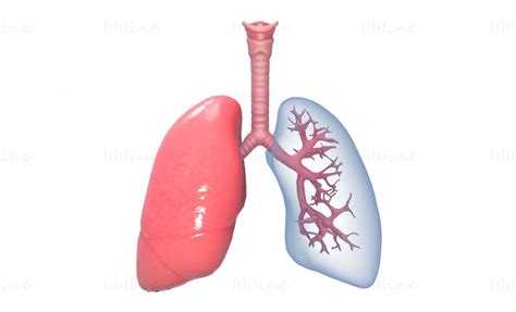 Human Lungs Anatomy Body Respiratory System 3d Model