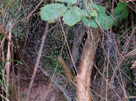 Dew On Spider Web Free Image № 28327