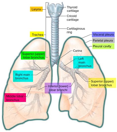 Lung Anatomy & Function - Lung Nodule, Lung Disease and Lung Infection