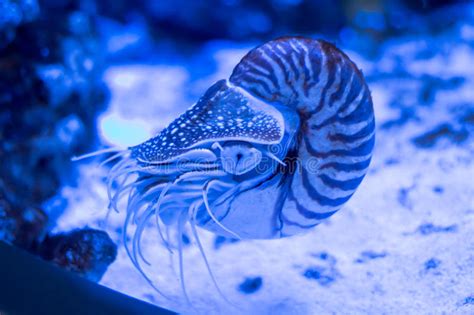Live Chambered Nautilus Nautilus Pompilius Close Up In An Aquarium