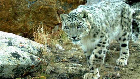 Rare Snow Leopard Cubs Caught On Camera Abc News