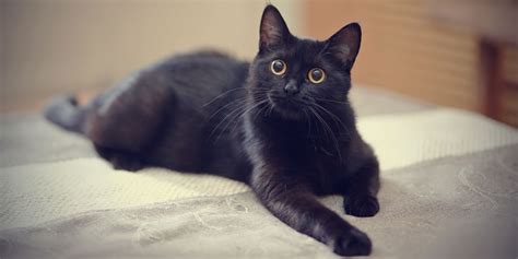 10 Stunning Black Cat Breeds That Deserve A Place In Your Heart