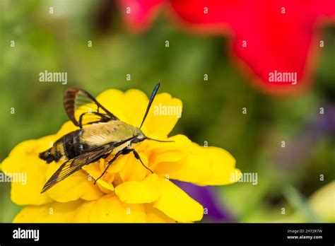 Snowberry Clearwing Moth Hemaris Diffinis Stock Photo Alamy