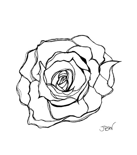 Bloomed Rose Drawing At Getdrawings Free Download