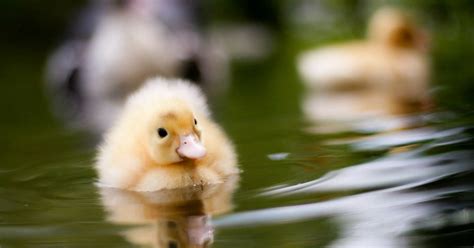 5 Tips To Breeding For Colored Ducks Eggs Duck Egg Color Chart