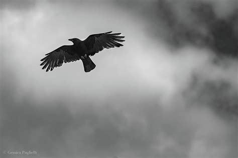 Black Bird Flying Photograph By Gessica Puglielli Pixels