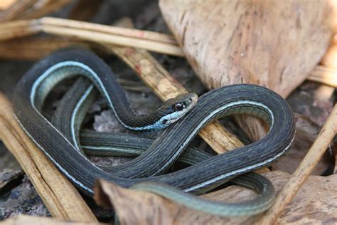 Thamnophis Sauritus Nitae Blue Stripe Ribbon Snake From St Flickr