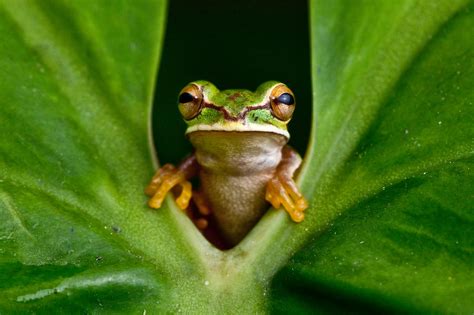 Bing is using advances in technology to make it even easier to quickly find what you're looking for. The Search for Missing Frogs Brings Some Species Back From the Dead