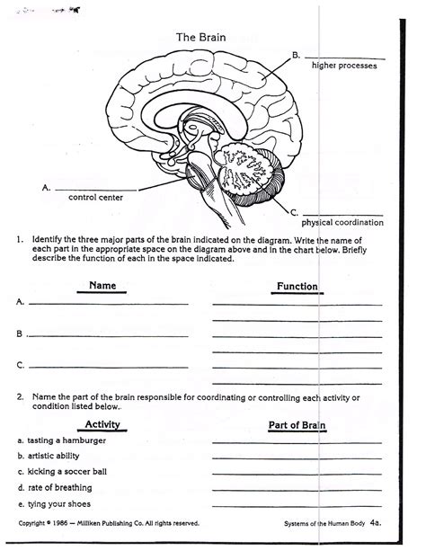 Parts Of The Brain Worksheets Answers