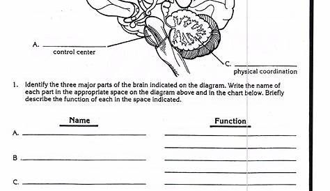 Nervous System Worksheet 3rd Grade | Human body worksheets, Science