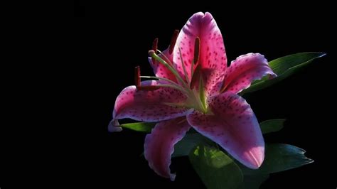 Are Oriental Lilies Poisonous To Cats Stop Cats Spraying And Cat Speak