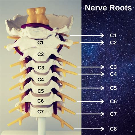 Cervical Nerve Root Anatomy