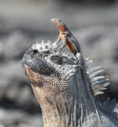 Amazing And Unusual Animals Of The Galapagos Islands Galapagos