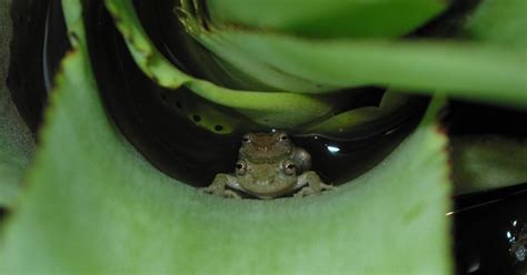 Frogs Who Have Sex In Private Have Smaller Privates