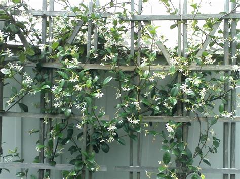 20 Of The Most Adorable Trellis Plants That You Should Grow