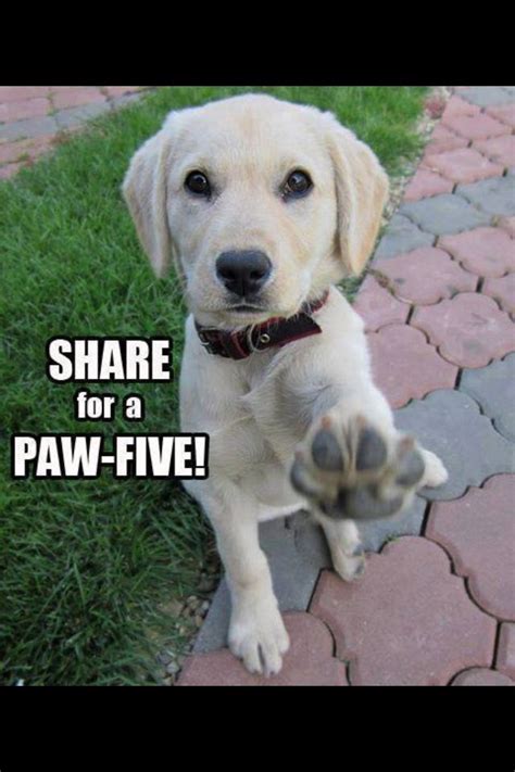 High Five Dog Pictures Dogs Golden Retriever
